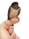 Barn Swallow, Hirundo rustica, perching Royalty Free Stock Photo