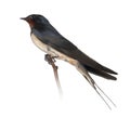 Barn Swallow, Hirundo rustica, perching Royalty Free Stock Photo