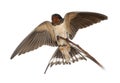 Barn Swallow, Hirundo rustica, perching Royalty Free Stock Photo