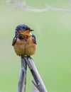 Barn Swallow Perching Royalty Free Stock Photo