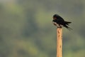 a barn swallow (hirundo rustica) perching on a branch, countryside in india Royalty Free Stock Photo