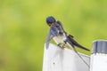 Barn Swallow Hirundo rustica resting closeup Royalty Free Stock Photo