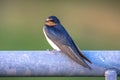 Barn Swallow Hirundo rustica resting closeup Royalty Free Stock Photo