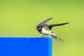 Barn Swallow Hirundo rustica resting closeup Royalty Free Stock Photo