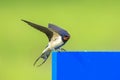 Barn Swallow Hirundo rustica resting closeup Royalty Free Stock Photo