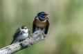 Barn swallow Hirundo rustica and Sand martin Riparia riparia perched on a branch. Isolated birds on a blurred light background Royalty Free Stock Photo