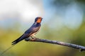 Barn Swallow or Hirundo rustica sits on tree Royalty Free Stock Photo