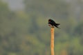 A barn swallow hirundo rustica is sitting on a branch Royalty Free Stock Photo