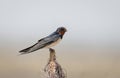 The barn swallow (Hirundo rustica) sitting on the branch. Royalty Free Stock Photo