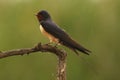 The barn swallow Hirundo rustica sitting on the branch with green background. Royalty Free Stock Photo