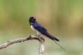 The barn swallow Hirundo rustica sitting on the branch with green background. Little black-blue swallow with a red head on a Royalty Free Stock Photo