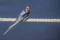 Barn swallow, hirundo rustica Royalty Free Stock Photo