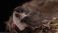 Barn swallow - hirundo rustica sitting in mud nest, bird chick in their natural habitat. Black background, soft light Royalty Free Stock Photo