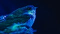 Barn swallow - hirundo rustica sitting in mud nest, bird chick under blue neon light. Night, dark background. Close-up Royalty Free Stock Photo