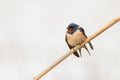 Barn Swallow Hirundo rustica sitting on a reed Royalty Free Stock Photo