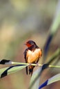 The barn swallow Hirundo rustica sitting on a reed with a colorful background formed by the sunset Royalty Free Stock Photo