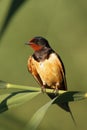 The barn swallow Hirundo rustica is sitting on reed with green background Royalty Free Stock Photo