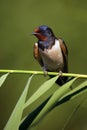 The barn swallow Hirundo rustica sitting on a reed with green background Royalty Free Stock Photo
