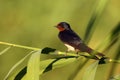 The barn swallow Hirundo rustica sitting on a reed with a green background. A beautiful swallow with a red head and a blue-black Royalty Free Stock Photo