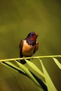 The barn swallow Hirundo rustica sitting on a reed with a green background. A beautiful swallow with a red head and a blue-black Royalty Free Stock Photo