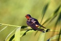 The barn swallow Hirundo rustica sitting on a reed with a green background. European black swallow with a red head with a green Royalty Free Stock Photo