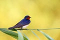 The barn swallow Hirundo rustica sitting on a reed with a yellow background formed by the sunset.Black-blue swallow with a red Royalty Free Stock Photo