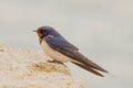 Barn swallow Hirundo rustica Royalty Free Stock Photo