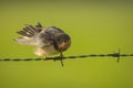 Barn Swallow