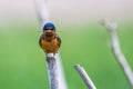 Barn Swallow with a Twig Royalty Free Stock Photo