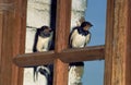 HIRONDELLE DE CHEMINEE hirundo rustica