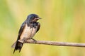 Barn swallow, Hirundo rustica. A young bird sits on a branch waiting for its parents with food Royalty Free Stock Photo
