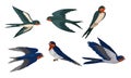 Barn Swallow with Long Tail and Sharp Wings Vector Set