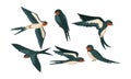 Barn Swallow with Long Tail and Sharp Wings Vector Set