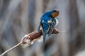 Barn swallow looking alert perched on a cat tail Royalty Free Stock Photo