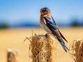 Barn Swallow