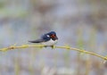 The barn swallow Royalty Free Stock Photo