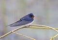 The barn swallow Royalty Free Stock Photo