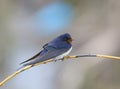 The barn swallow Royalty Free Stock Photo