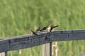 The barn swallow Hirundo rustica feeds the chicks that left the nest Royalty Free Stock Photo