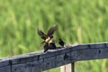 The barn swallow Hirundo rustica feeds the chicks that left the nest Royalty Free Stock Photo