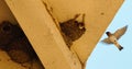 barn swallow nest with young Royalty Free Stock Photo