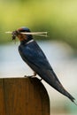 Barn swallow with nesting material