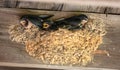 Barn Swallow Nestlings are Ready to Flege