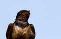 Barn swallow with oil in feather