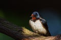 Barn Swallow Royalty Free Stock Photo
