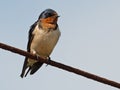 Barn Swallow perched on a Wire