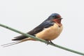 Barn Swallow Perched On A Wire Royalty Free Stock Photo