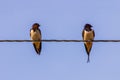 Barn swallow perched on a wire, against blue sky background close up Royalty Free Stock Photo
