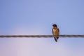 Barn swallow perched on a wire, against blue sky background close up Royalty Free Stock Photo