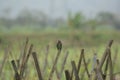 Barn swallow perching on bamboo stick Royalty Free Stock Photo